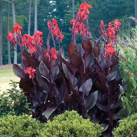 10 Canna Lily Seeds Tropical Bronze Scarlet Canna Flower Wonderful