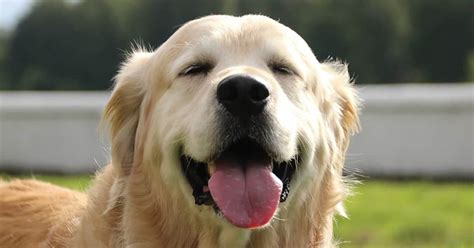 The golden retriever is one of the most beautiful and loved dogs on the planet. Best Food For Adult Golden Retrievers (And What Not To ...