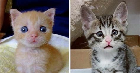 15 Cats With Googly Eyes Prove You Dont Have To Be Purrfect To Be Loved