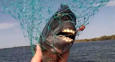 Youve Seen Dog With A Human Face Now Meet The Fish With