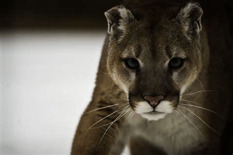 Cougar Full Hd Wallpaper And Background Image 3000x2000 Id373580