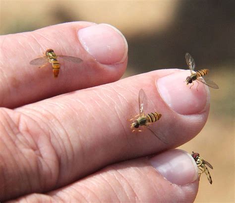 Hover Flies Beneficial But Occasionally Annoying Sweat Bees Flying