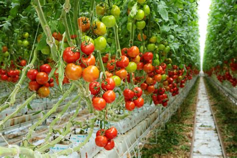 Tomatoes On The Vine Naturefresh™ Farms