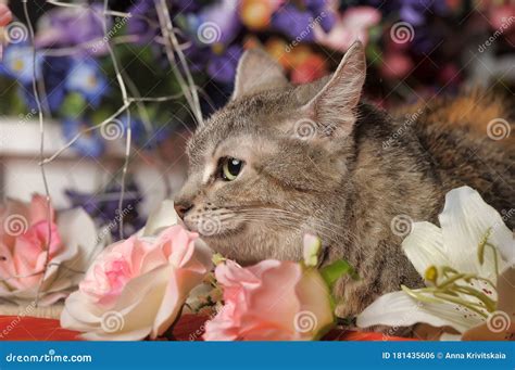 Tabby Cat On Among Flowers Stock Photo Image Of Look 181435606