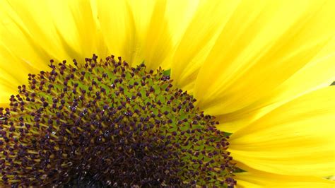 Sunflower Hd Wallpapers High Definition Free Background