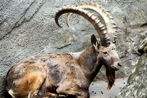 Hd Wallpaper Brown Mountain Goat Sitting Between R Animal Mammal