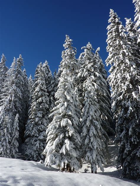Fotos Gratis Paisaje árbol Naturaleza Bosque Rama Montaña Frío