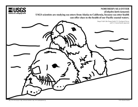 Otter Coloring Pages Printable Coloring Pages