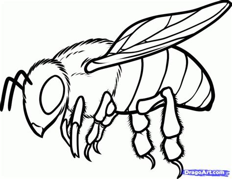 Hind legs must be a slightly curved. How to Draw a Honey Bee | how to draw a honey bee step 10 ...