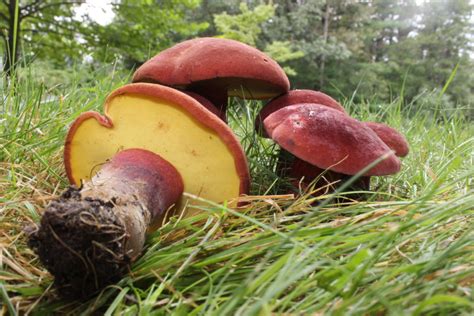 Bicolor Bolete Mushroom Ravioli Mushroom Hunting Foundation