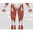 Quadricep Muscles Quads  Keep Them Strong NFL BlogR