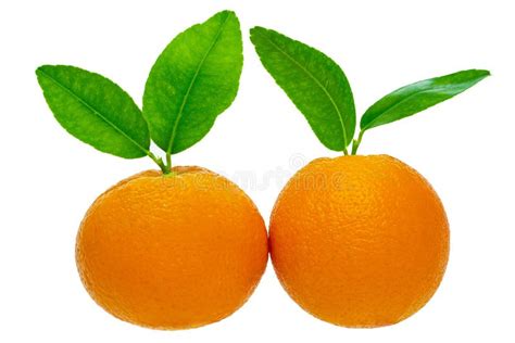 Two Oranges With Leaves Isolated On White Background Stock Image