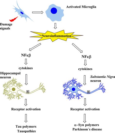 Frontiers Neuroinflammation As A Common Feature Of Neurodegenerative