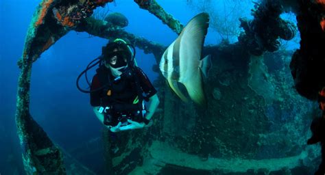 Batfish And Diver Copyright Palau Siren Scubaverse