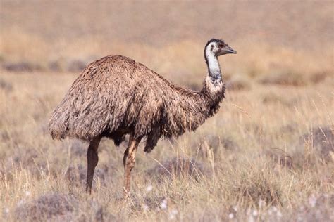 What Was The Emu War Of Australia And What Was The Outcome Science Abc