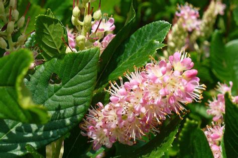 Clethra alnifolia 'hummingbird' (summersweet) is a gorgeous, compact, slowly spreading, deciduous shrub which features bottlebrush spikes of extremely fragrant white flowers which bloom for. Growing Summersweet - Clethra alnifolia