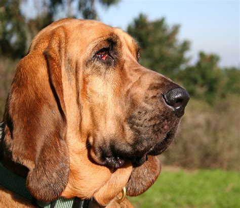 Bloodhound Bloodhound Dogs Dog Breeds Hunting Dogs
