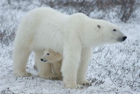 Polar Bears 10 Stunning Shots Capture Earths Icons Of Climate Change