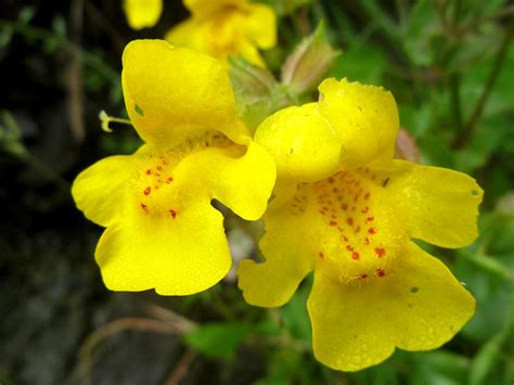 Pair Of Yellow Flowers Pictures Of Mimulus Guttatus Phrymaceae