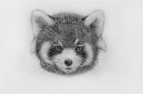 Red Panda 5 By Panda Kiddie On Deviantart