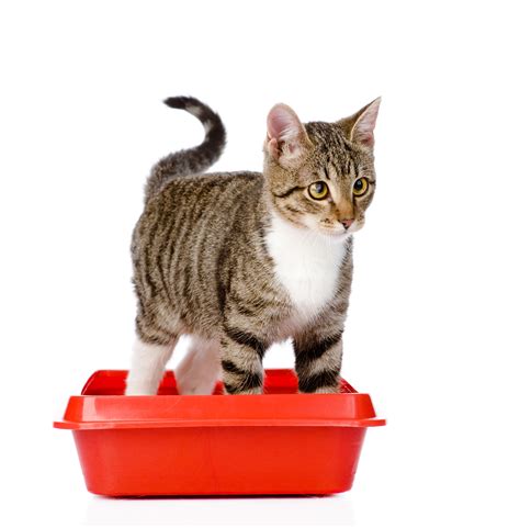 Flutd Feline Lower Urinary Tract Disease Greenpet