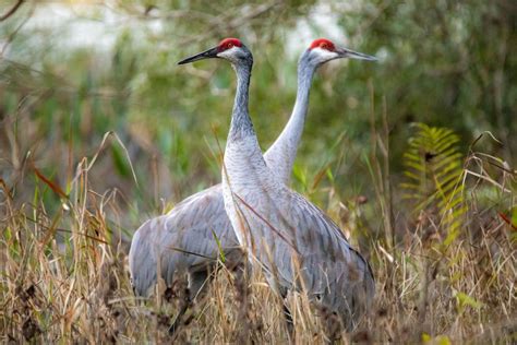 What Do Sandhill Cranes Eat Diet And Facts Bird Nature