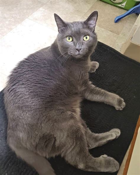 Russian Blue Maine Coon Mix Info Pictures Facts FAQs More