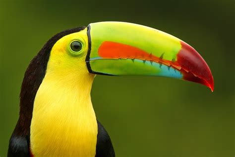 Toco Toucan Ramphastos Toco Prince Georges County Parents