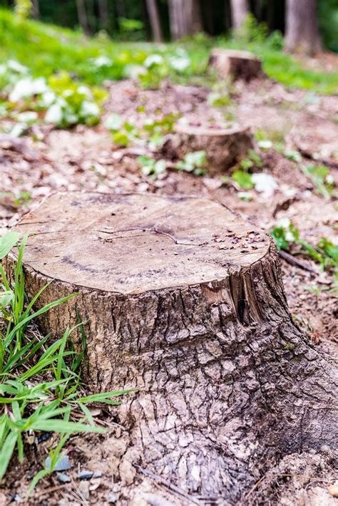 4 Easy And Cost Effective Ways To Remove A Tree Stump Without A Grinder