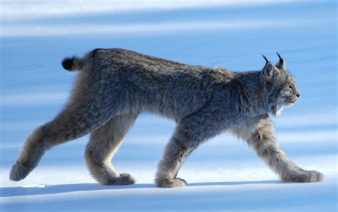 Lynx Du Canada Government Of Yukon