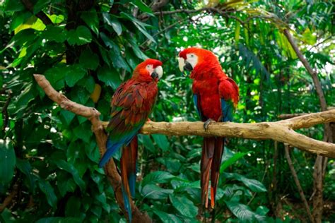 Top 128 Imagenes De La Flora Y Fauna De Ecuador Mx