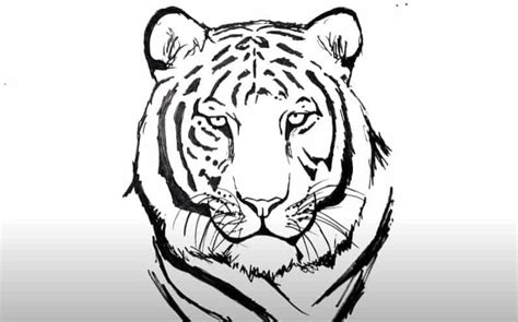 Discover More Than Tiger Sketch Face Best In Eteachers