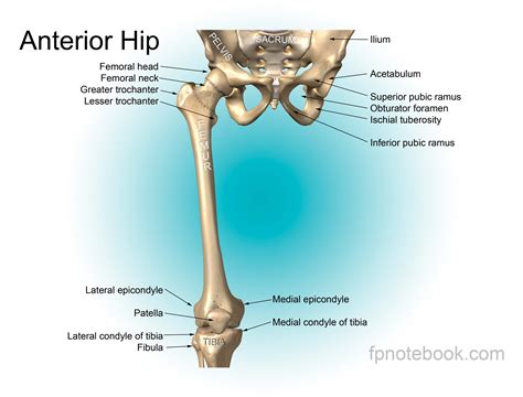 Jun 26, 2020 · the pelvis is a ring of bone at hip level, made up of several separate bones. Pelvic Bone