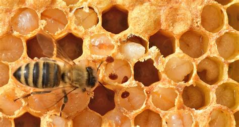 What Is Varroa Mite And How Does It Effect Bees