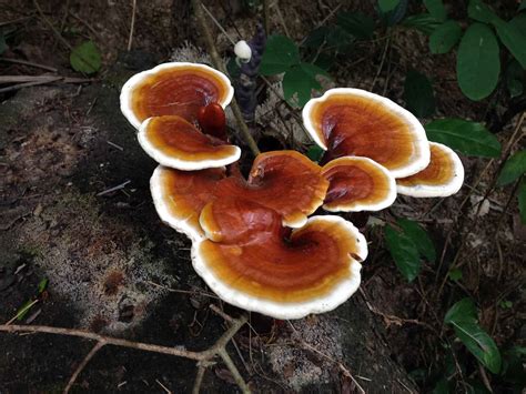 Reishi Mushrooms A Complete Guide