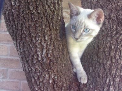The way you want to name a cat should describe your kitty's physical or personality characteristics. Great Cat Names For Siamese Cats