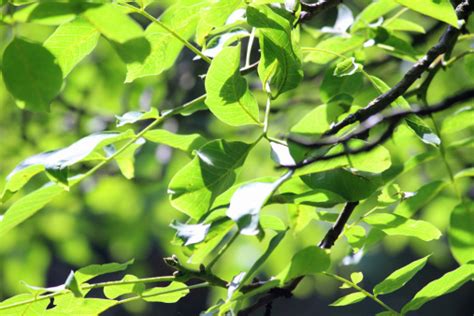Image Of Green Ash Tree Leaves In Sunshine Fraxinus Excelsior Stock