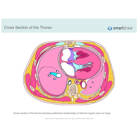 Cross Section Of The Thorax