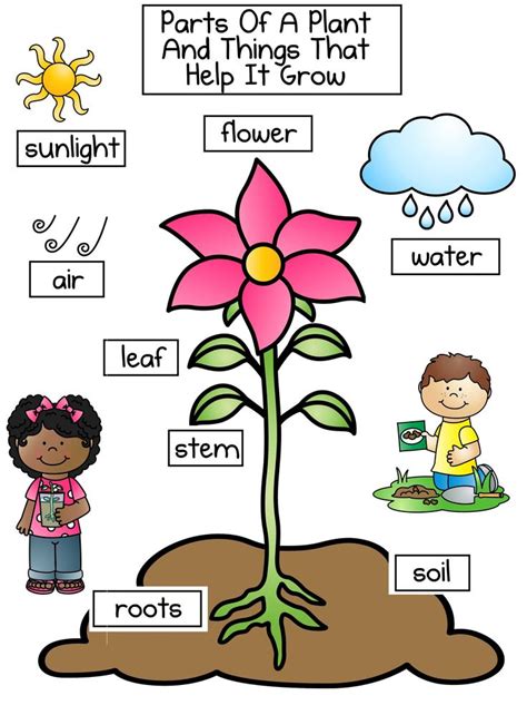 Pin By D Squeo On Plants Planting For Kids Plant Life Cycle Plant