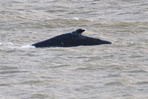 Humpback Whale Spotted In River Thames In London A Year After Benny The Beluga London Evening