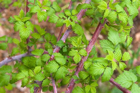 The raspberry pi is pretty good at using older hardware. Rubus black raspberry canes in spring leaves | Plant ...
