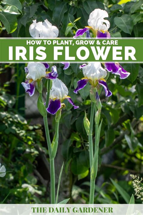 Iris Flower How To Plant Grow And Care The Daily Gardener