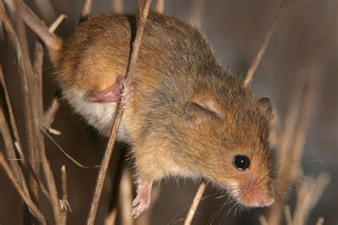 eastern harvest mouse alchetron the free social encyclopedia