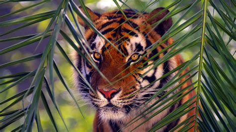 Wallpaper Animals Tiger Whiskers Jungle Fauna Vertebrate Cat
