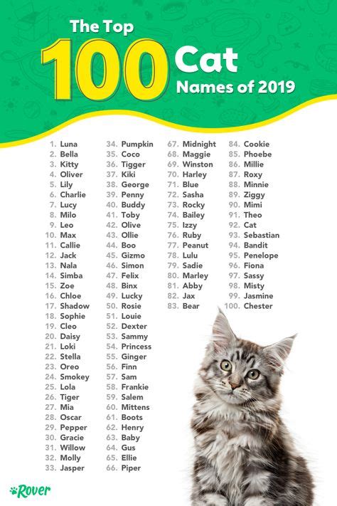 Top Cat Names Of Infographic Find Cat Names Salvabrani