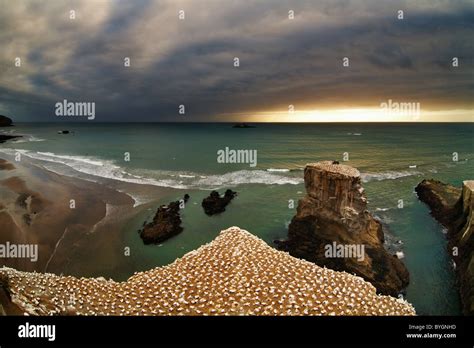 Gannet Colony Muriwai Beach New Zealand Stock Photo Alamy