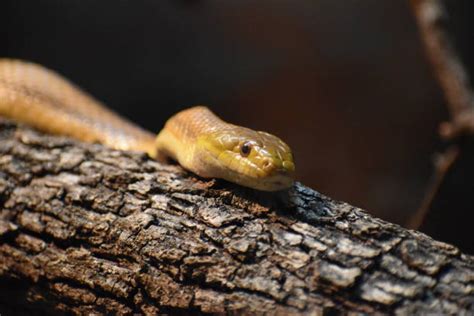 Everglades Rat Snake Photos Stock Photos Pictures And Royalty Free
