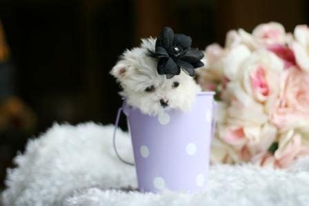 Welcome to south florida's original teacup puppy boutique, where we've been specializing in tiny teacup puppies and toy breed puppies for sale in south florida for nearly 2. Teacup Puppies Store Reviews http://www.teacuppuppiesstore.com/reviews teacuppuppiesstore.com ...