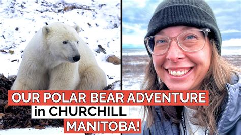 Our One Day Polar Bear Tour In Churchill Manitoba An Incredible