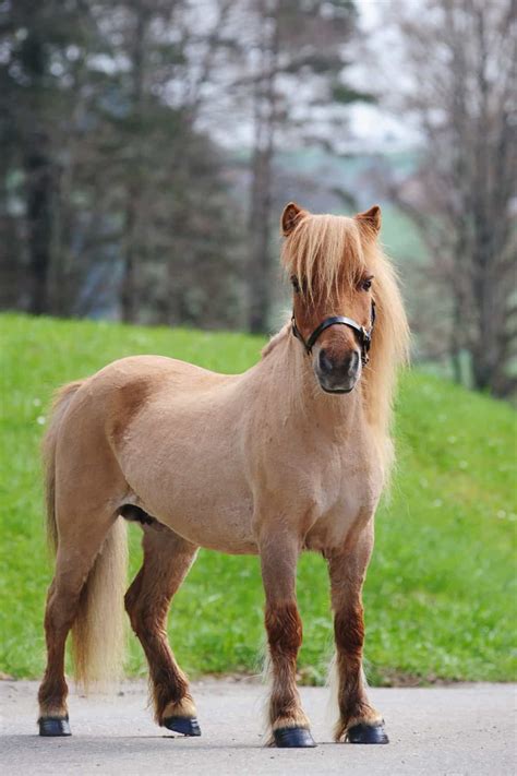 17 Small Horse And Pony Breeds In The World